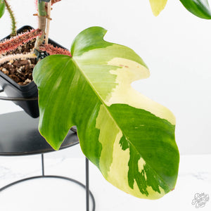 Philodendron Squamiferum Albo Variegated (wk38-U80)