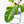 Philodendron Squamiferum Albo Variegated (wk38-U80)