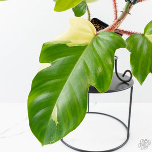 Philodendron Squamiferum Albo Variegated (wk38-U80)