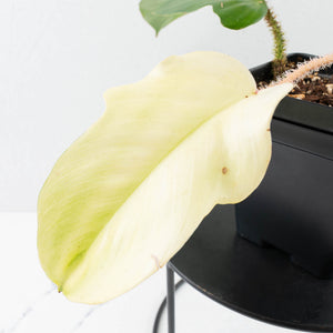 Philodendron Squamiferum Albo Variegated (wk38-U80)