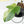 Philodendron Squamiferum Albo Variegated (wk38-U80)