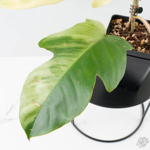 Philodendron Squamiferum Albo Variegated (wk38-U80)