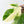 Philodendron Squamiferum Albo Variegated (wk38-U80)