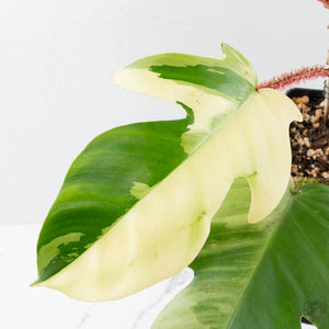 Philodendron Squamiferum Albo Variegated (wk38-U80)