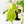 Philodendron Squamiferum Albo Variegated (wk38-U80)