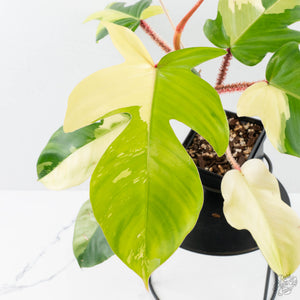 Philodendron Squamiferum Albo Variegated (wk38-U80)