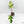 Philodendron Squamiferum Variegated (wk16-UD)