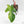 Philodendron Squamiferum Variegated (wk16-UD)