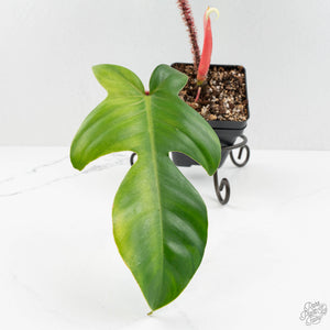 Philodendron Squamiferum Variegated (wk16-UD)