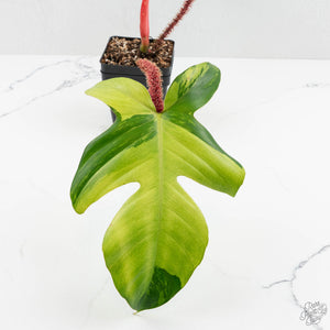 Philodendron Squamiferum Variegated (wk16-UD)