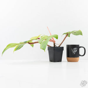 Philodendron Squamiferum Albo/Mint Variegated (wk25-UE)