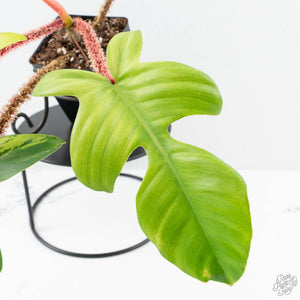 Philodendron Squamiferum Albo/Mint Variegated (wk25-UE)