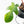 Philodendron Squamiferum Albo/Mint Variegated (wk25-UE)