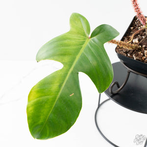 Philodendron Squamiferum Albo/Mint Variegated (wk25-UE)
