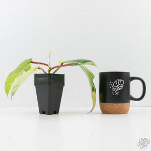 Philodendron Squamiferum Albo Variegated (wk27-UA)