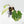 Philodendron Squamiferum Albo Variegated (wk27-UA)
