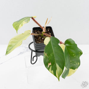 Philodendron Squamiferum Albo Variegated (wk27-UA)