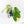 Philodendron Squamiferum Albo Variegated (wk27-UA)