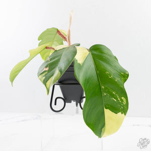 Philodendron Squamiferum Albo Variegated (wk27-UA)