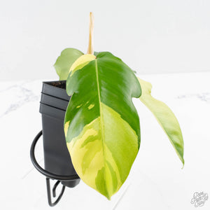 Philodendron Squamiferum Albo Variegated (wk27-UA)