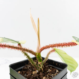 Philodendron Squamiferum Albo Variegated (wk27-UA)
