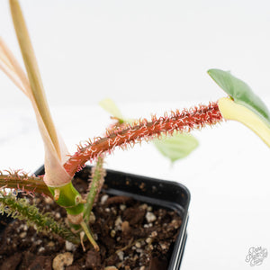 Philodendron Squamiferum Albo Variegated (wk27-UA)