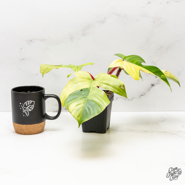 Philodendron Squamiferum Variegated (wk47-UC)