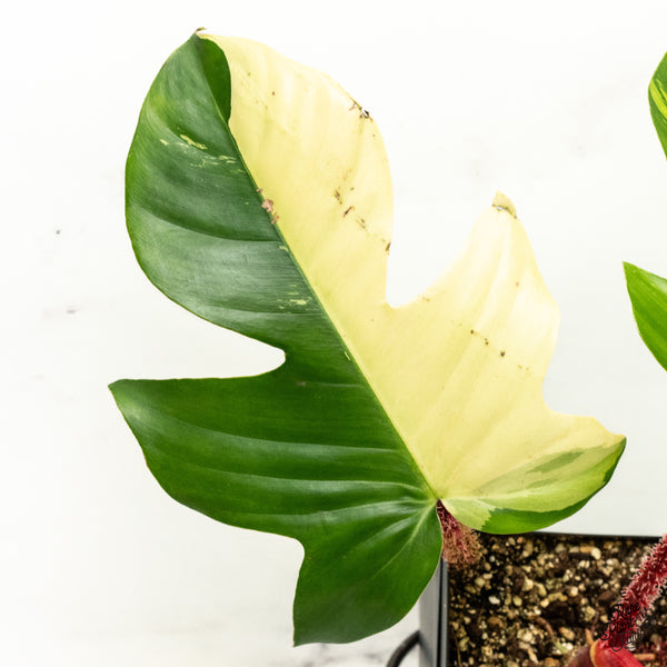 Philodendron Squamiferum Variegated (wk47-UC)
