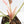 Philodendron 'Strawberry Caramel Marble' (wk28-H)