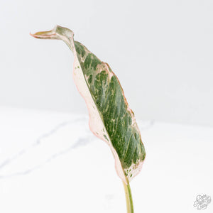 Philodendron 'Strawberry Caramel Marble' (wk28-H)
