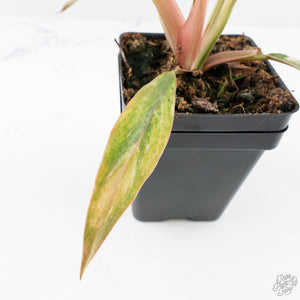 Philodendron 'Strawberry Caramel Marble' (wk28-H)