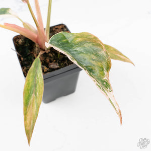 Philodendron 'Strawberry Caramel Marble' (wk28-H)