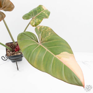 Philodendron 'Summer Glory' Variegated (wk19-UI)