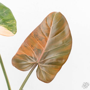 Philodendron 'Summer Glory' Variegated (wk19-UI)