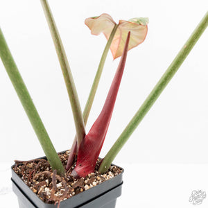 Philodendron 'Summer Glory' Variegated (wk19-UI)