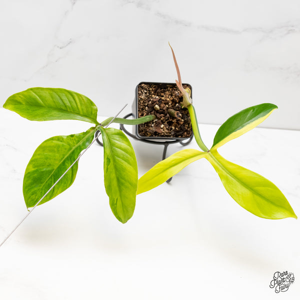 Philodendron Tripartitum Variegated (wk5-UJ)