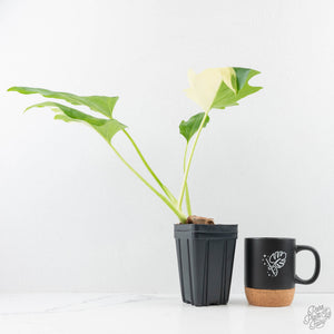 Philodendron warszewiczii albo variegated (wk29-UC)