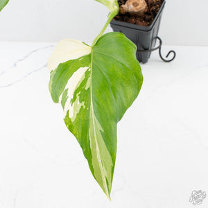 Philodendron warszewiczii albo variegated (wk29-UC)