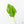 Philodendron warszewiczii albo variegated (wk29-UC)