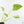 Philodendron warszewiczii albo variegated (wk29-UC)
