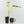 Philodendron warszewiczii albo variegated (wk36-U55)