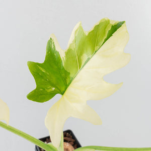 Philodendron warszewiczii albo variegated (wk36-U55)