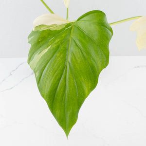 Philodendron warszewiczii albo variegated (wk36-U55)