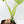 Philodendron warszewiczii albo variegated (wk36-U55)