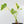 Philodendron warszewiczii albo variegated (wk36-U55)