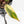 Philodendron Erubescens 'White Knight Aurea' (wk32-G)