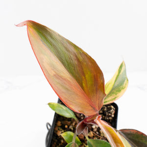 Philodendron Erubescens 'White Knight Aurea' (wk32-G)
