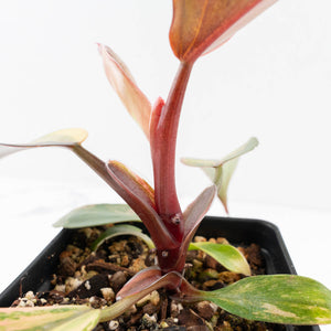 Philodendron Erubescens 'White Knight Aurea' (wk32-G)