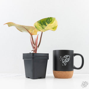 Philodendron Erubescens 'White Knight Aurea' (wk29-G)