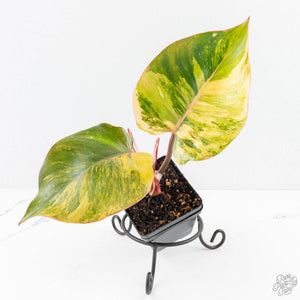 Philodendron Erubescens 'White Knight Aurea' (wk29-G)